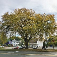 American Elm (Ulmus americana)