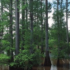 Bald Cypress (Taxodium distichum)