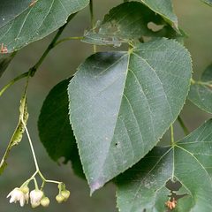 Basswood (Tilia americana)