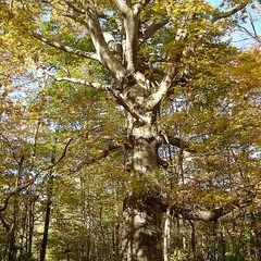 Beech (Fagus grandifolia)