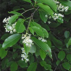 Black Cherry (Prunus serotina)