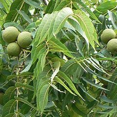 Black Walnut (Juglans nigra)