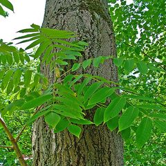 Butternut (Juglans cinerea)
