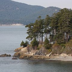 Douglas Fir (Pseudotsuga menziesii)