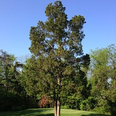 Eastern Red Cedar (Juniperus virginiana)