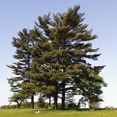 Eastern White Pine (Pinus strobus)