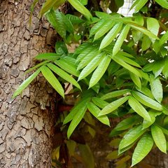 Genuine Mahogany (Swietenia macrophylla)