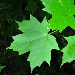 Hard Maple (Acer saccharum)