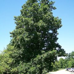 Hickory (Carya spp.)