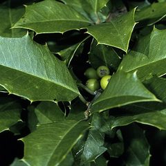 Holly (Ilex opaca)