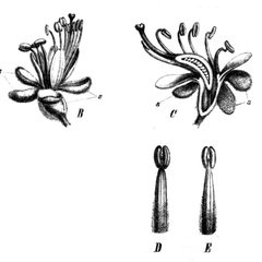 Purpleheart (Peltogyne spp.)