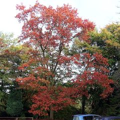 Red Oak (Quercus rubra)