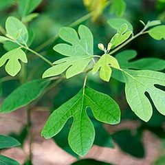 Sassafras (Sassafras albidum)