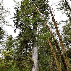 Sitka Spruce (Picea sitchensis)