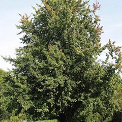 Soft Maple (Acer saccharinum)