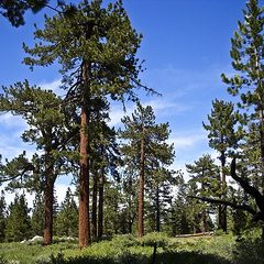 Southern Yellow Pine (Pinus spp.)