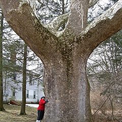 Sycamore (Platanus occidentalis)