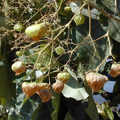 Teak (Tectona grandis)