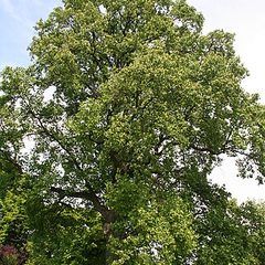 Tulip Poplar (Liriodendron tulipifera)