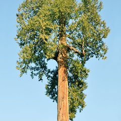 Western Red Cedar (Thuja plicata)