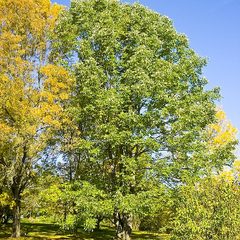 White Ash (Fraxinus americana)