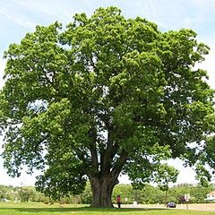 White Oak (Quercus alba)