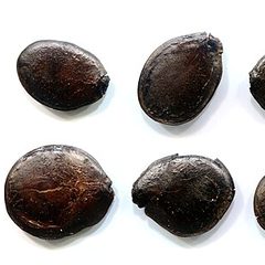 Zebrawood (Microberlinia brazzavillensis)
